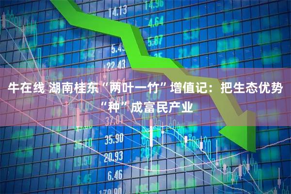 牛在线 湖南桂东“两叶一竹”增值记：把生态优势“种”成富民产业